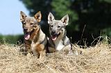 VASGOTASPETS 031